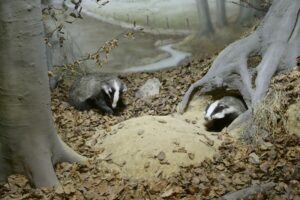 Der Dachs galt früher in Westfalen als Wetterprophet. Wenn die Tiere, wie hier in einer Inszenierung im LWL-Museum für Naturkunde in Münster, rund um den 2. Februar bei gutem Wetter aus dem Bau kamen, galt das als Hinweis, dass der Winter noch lange nicht vorbei ist. (Foto: LWL / Berenika Oblonczyk)