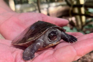 Der Nachwuchs der Südlichen Flussschildkröten entwickelt sich gut. (Foto: ACCB / Bethany Bradbury)