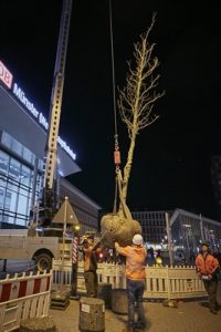 Mit Hilfe des Krans ging es für die Bäume in die vorbereiteten Pflanzgruben. (Foto: Presseamt)