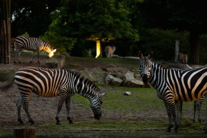 Nachts im Zoo_beleuchtetes Afrikapanorama