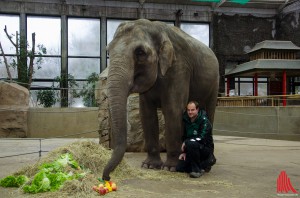 Schwangere Elefantendame Zorns während der Schwangerschaft (Foto: th)