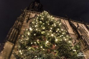 Die große Weihnachtstanne auf dem Lambertikirchplatz. (Foto: Carsten Pöhler)
