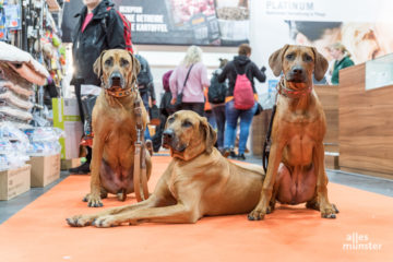 Natürlich waren auch die Vierbeiner gern gesehene Gäste auf der DOGLIVE 2020. (Foto: Carsten Pöhler)