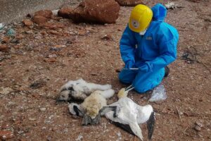 Verendete Tiere werden untersucht. (Foto: Markus Klein / Verein Jordsand)