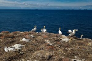 Totfunde im Naturschutzgebiet Lummenfelsen auf der Insel Helgoland. (Foto: Elmar Ballstaedt / Verein Jordsand)