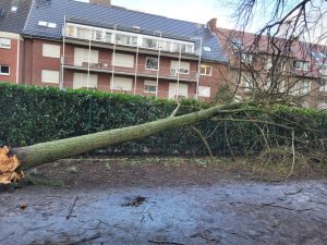 Sturmopfer: An der Promenade ist ein Baum auf eine Hecke gestürzt. (Foto: Stadt Münster)
