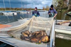 Weißfische nehmen die Angler aus dem Aasee, um eine Überpopulation von Friedfischen zu verhindern. (Foto: Stadt Münster