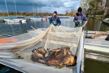 Weißfische nehmen die Angler aus dem Aasee, um eine Überpopulation von Friedfischen zu verhindern. (Foto: Stadt Münster