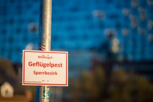 Geflügelpest: Der Verdachtsfall hat sich in Münster bestätigt. (Symbolbild: <a href="https://www.flickr.com/photos/kevinhackert/">Kevin Hackert</a> / <a href="https://creativecommons.org/licenses/by-nc/4.0/">CC BY-NC 4.0</a>)