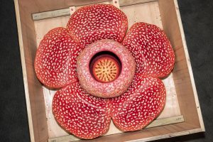 Die Blüten der Rafflesia messen bis zu einem Meter im Durchmesser. Das Modell wird eines der wichtigen Objekte der neuen Sonderausstellung "Beziehungskisten" im LWL-Museum für Naturkunde. (Foto: LWL/Steinweg)
