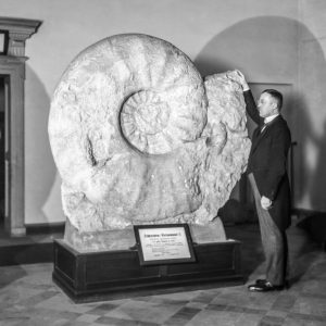 Bereits zu Zeiten von Museumsgründer Prof. Hermann Landois war der 1895 gefundene Riesenammonit ein Highlight des Naturkundemuseums. (Foto: LWL / Hellmund)