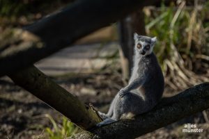 Im Allwetterzoo warten unter anderem die Kattas auf die Besucher. (Foto: Stephan Günther)