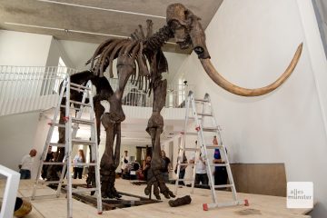 Das fertige Mammutskelett ist 5,35 m lang und 3,28 m hoch. (Foto: Bührke)