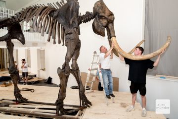 Beim Fund in Ahlen fehlte ein Stoßzahn, jetzt hat das Mammut wie es sich gehört zwei davon. (Foto: Bührke)