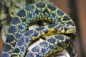 Die Hufeisennatter (Hemorrhois hippocrepis) im Klimahaus Bremerhaven. (Foto: Markus Sobotka)