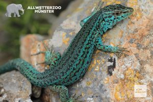 Die Pityusen-Eidechse (Podarcis pityusensis) auf der Illa Tagomago, Ibiza. (Foto: Michael Kroniger)