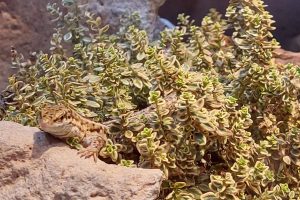 Suchbild mit Eidechse: Das Weibchen einer Pityusen-Eidechse kommt aus einer Pflanze gekrabbelt. (Foto: Sebastian Rohling)