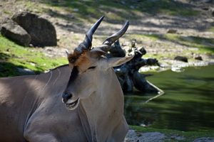 Bei der "Stillen Auktion" gewinnen diejenigen, die für die 1000 Tickets jeweils die höchsten Gebote abgegeben haben. (Foto: Allwetterzoo Münster)