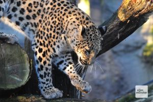 Jahrom, der mürrische Kater (Foto: Rohling)