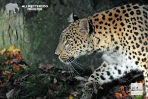 Schön und bedroht: Leoparden (Foto: Rohling)