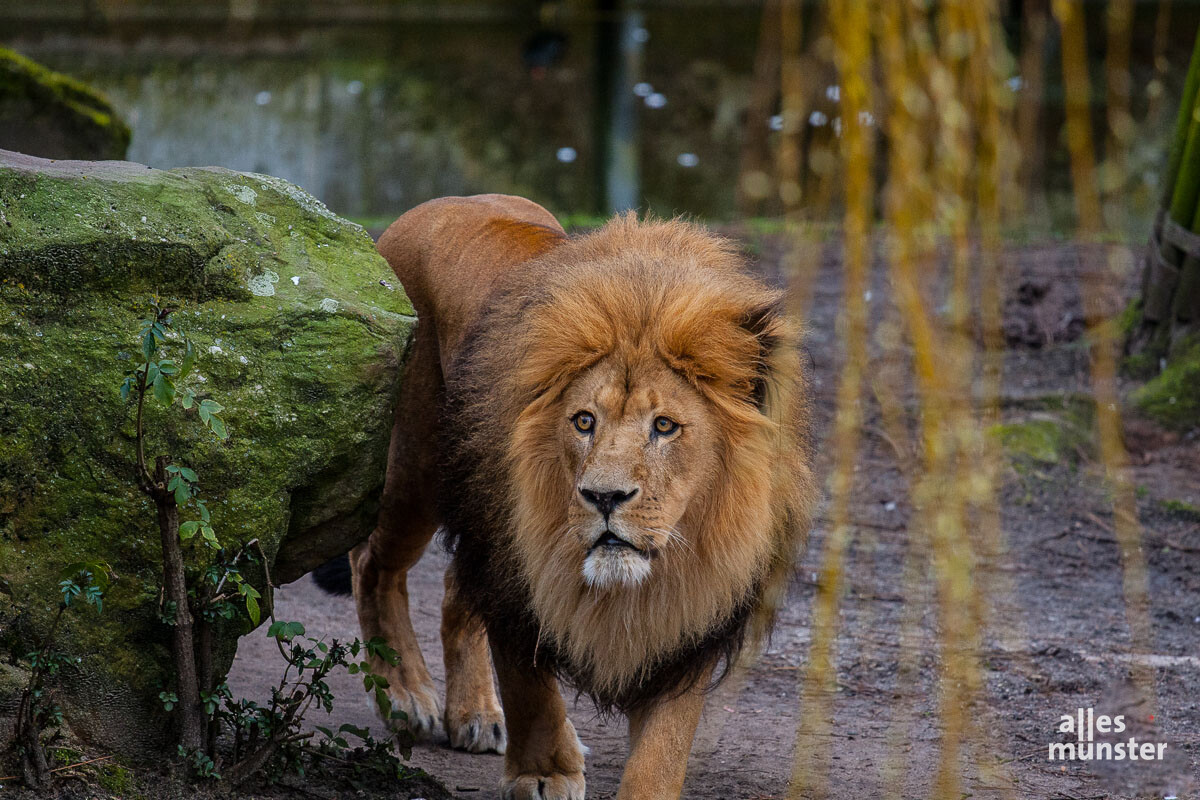 Rund 300 Tierarten leben im Allwetterzoo Münster. (Foto: Stephan Günther)