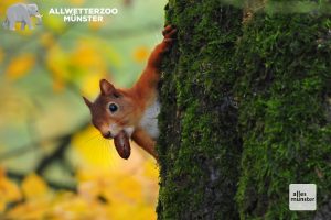 Dieses Eichhörnchen ist putzmunter. Leider geht es nicht allen seiner Artgenossen so. (Foto: Sebastian Rohling)