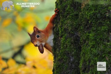 Dieses Eichhörnchen ist putzmunter, leider geht es nicht allen seiner Artgenossen so. (Foto: Sebastian Rohling)