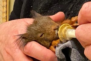 Versorgung eines jungen Eichhörnchens, Wurde bei Gartenarbeiten mitsamt dem Kobel und Geschwistern aus der Mauerbegrünung gerissen (Foto: Anke Voß)