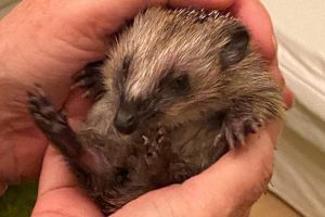 Dieser junge Igel wurde mit Untergewicht aufgefunden (Foto: Anke Voß)