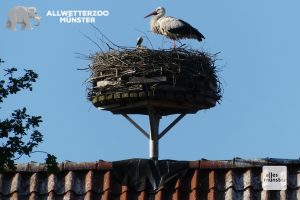 Die Störche kommen jedes Jahr früher aus ihren Winterquartieren zurück. (Foto: Michael Tillmann)