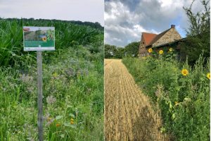 An vielen Feldern in und um Münster bieten Blühstreifen den Insekten Nahrung und Schutz. (Fotos: WLV e.V.)