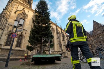 Unter der Leitung der Feuerwehr Münster wurde die Tanne vor St. Lamberti heute aufgestellt (Foto: Bührke)