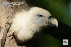 (Foto: Allwetterzoo)