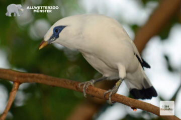 Der Balistar oder Bali-Mynah ist eine hochgefährdete Vogelart aus der Familie der Stare. (Foto: Allwetterzoo Münster)