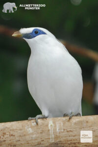 „Nur durch gezielte Auswilderungsprojekte konnte das Überleben des balinesischen Nationalvogels gesichert werden.“ (Foto: Allwetterzoo Münster)