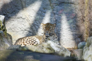 Bara, die zweite Leopardenkatze, lebt in unmittelbarer Nachbarschaft. (Foto: Allwetterzoo)