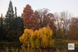 Eines der letzten Fotos der Blutbuche im Botanischen Garten, kurze Zeit später wurde der kranke Baum abgetragen. (Foto: Michael Bührke)