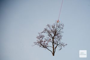 Stück für Stück transportierte ein Hubschrauber gestern die beliebte, aber nicht mehr zu rettende Blutbuche aus dem Botanischen Garten ab. (Foto: Michael Bührke)