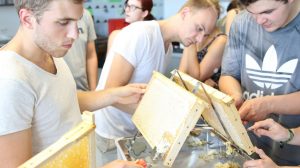 Der Honig sitzt in den Waben. Mit Entdecklungsgabeln entfernen die Studierenden die Wachsdecke, damit der Honig leichter fließen kann. (Foto: FH Münster/Fachbereich Oecotrophologie – Facility Management)