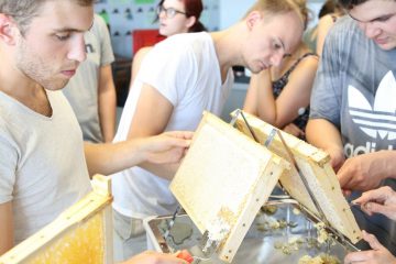 Der Honig sitzt in den Waben. Mit Entdecklungsgabeln entfernen die Studierenden die Wachsdecke, damit der Honig leichter fließen kann. (Foto: FH Münster/Fachbereich Oecotrophologie – Facility Management)