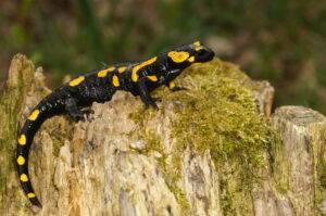 Die am stärksten bedrohte Gruppe sind die Salamander. (Foto: Allwetterzoo)