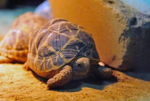 Sternschildkröten im Allwetterzoo. Drei dieser weltweit bedrohten Tiere haben mit Andrea Kiewel und Elton berühmte Paten bekommen. (Foto: Allwetterzoo)