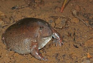 Die Amphibien sind nach den Schildkröten und den Krokodilen die am stärksten betroffene Wirbeltiergruppe. Hier ein Engmaulfrosch. (Foto: Allwetterzoo)