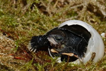 Schlüpfendes Jungtier von Zhouis Scharnierschildkröte (Cuora zhoui). (Foto: Allwetterzoo Münster)