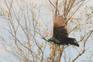 Ein Ährenträger Pfau. (Foto: ACCB / Maria Blümm Rexach)