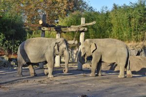 Auch diese Elefanten werden zukünftig den Rohstoff für die Energieversorgung des Allwetterzoos liefern. (Foto: Allwetterzoo)