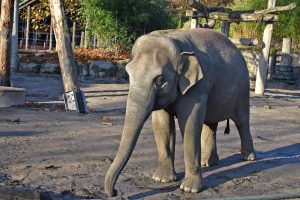 Er wird zukünftig nicht nur für Freude unter den Besuchern sondern auch für Energie sorgen. (Foto: Allwetterzoo)