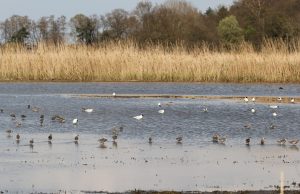 Aufgrund der guten Bedingungen finden viele Watvögel in den Rieselfeldern ihren Lebensraum. (Foto: Biologische Station Rieselfelder Münster)