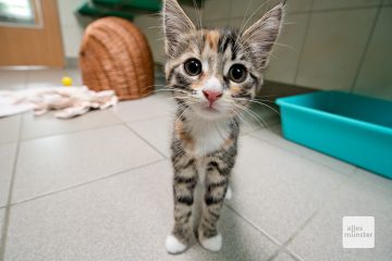 Im Tierheim Münster leben zur Zeit weniger Katzen als sonst zu dieser Zeit. (Foto: Michael Bührke)