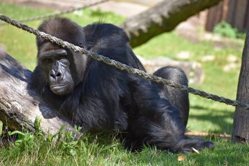 Dem Gorilla Nkwango geht es gut. Damit das so bleibt, werden vom Allwetterzoo umfangreiche Schutzmaßnahmen getroffen (Foto: Allwetterzoo)